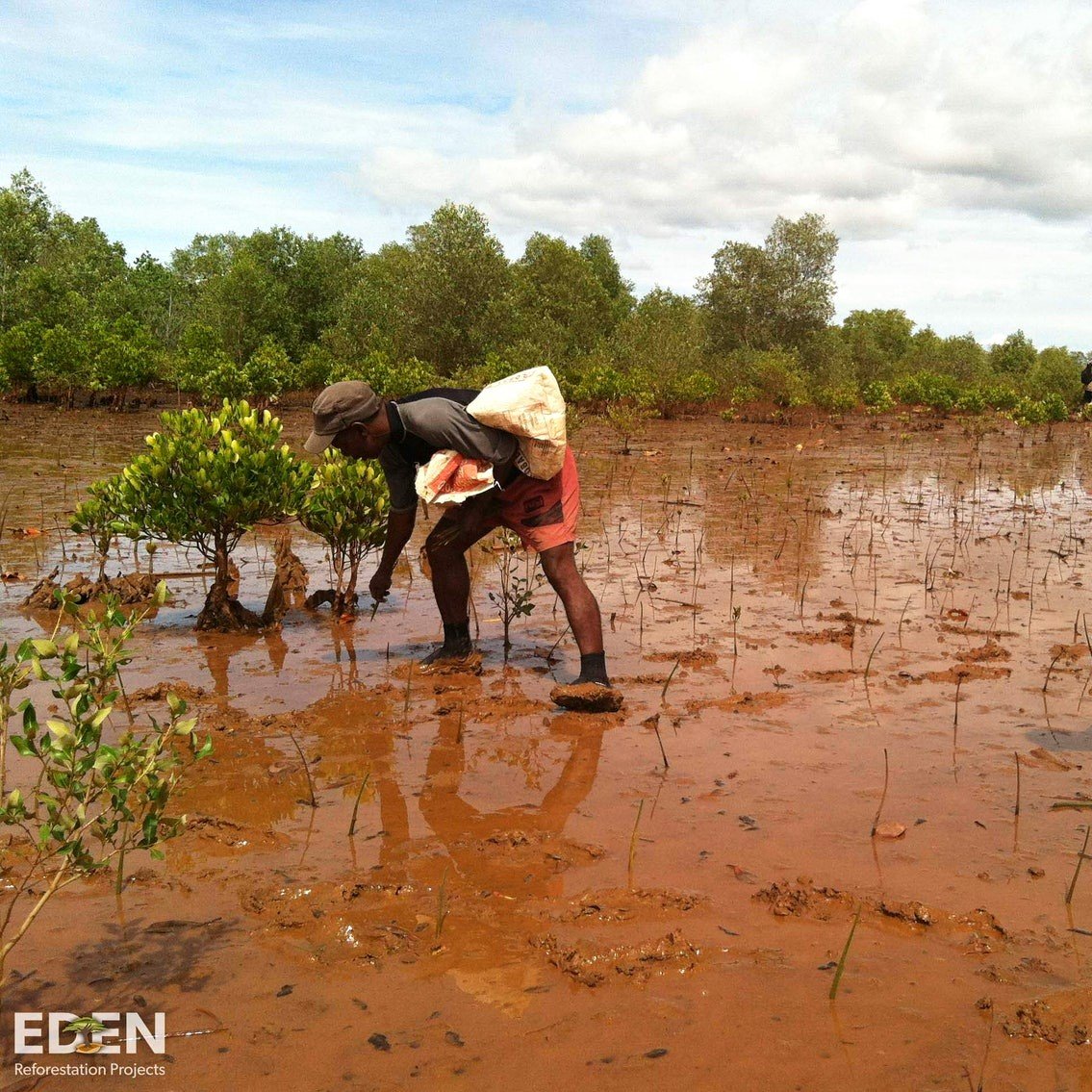 Ecologi Tree Planting